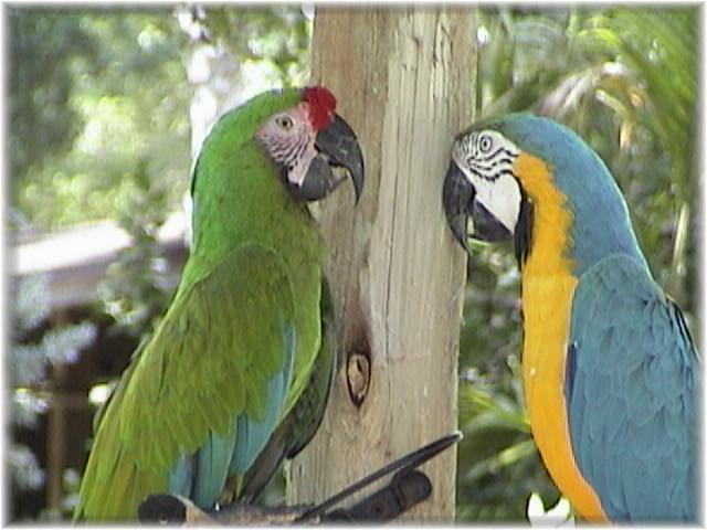 MACAW 0150